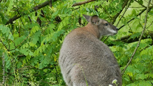 Kangaroo eats leaves in a bush