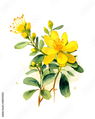 Watercolor bright yellow hypericum with leaves png