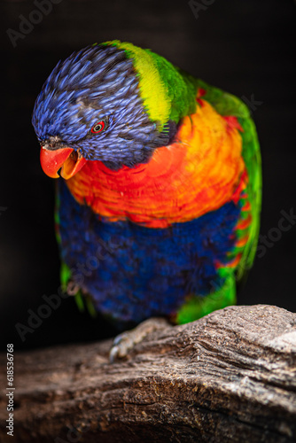 Loriquet arc en ciel au zoo de Thoiry