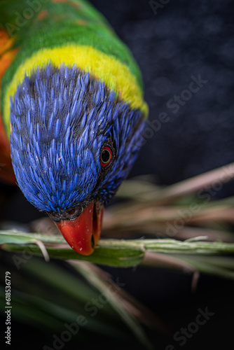 Loriquet arc en ciel au zoo de Thoiry