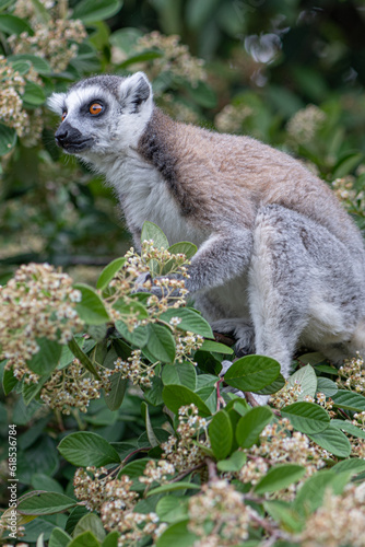 Maki catta au zoo de Thoiry