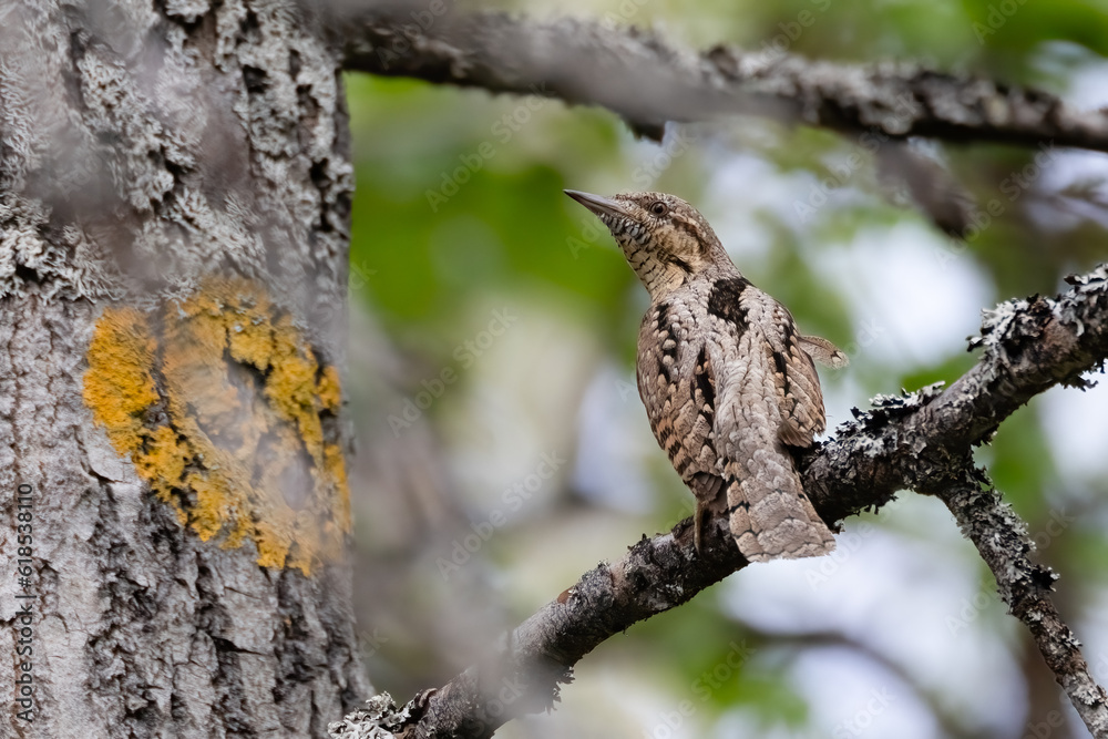 Eurasian wryneck Eurasian wryneck