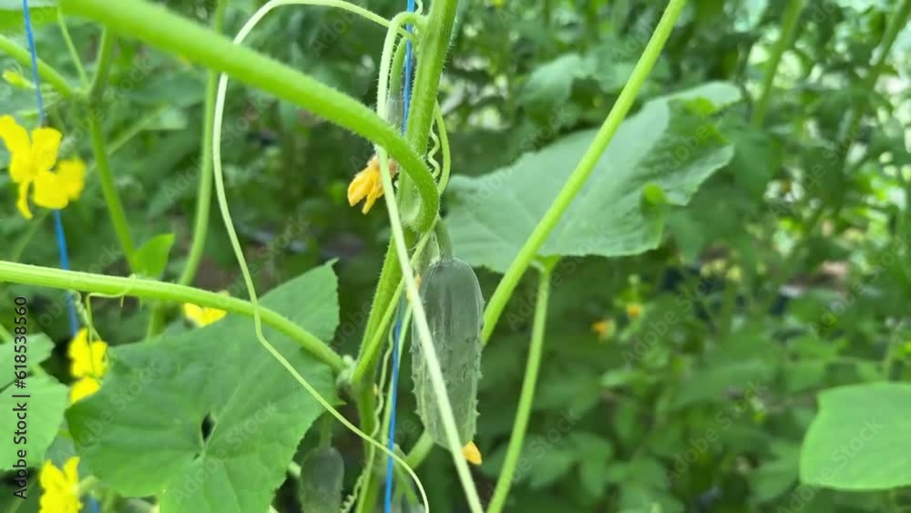 The growth and flowering of greenhouse cucumbers. Growing organic food products. Cucumber harvest. The growth and flowering of greenhouse cucumbers. Growing organic food products. Cucumber harvest.