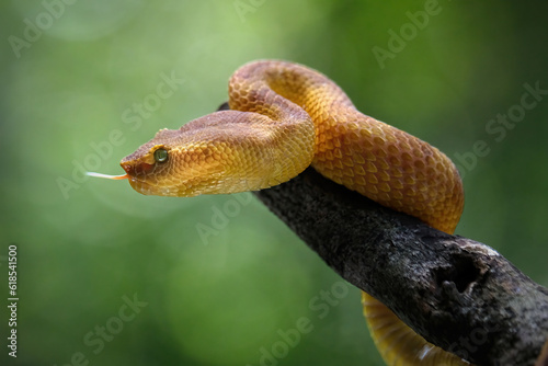 puniceus pit viper on branch © Riadi