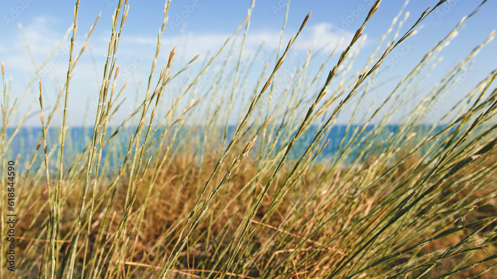 Fototapeta premium Blade plants on the beach near the ocean