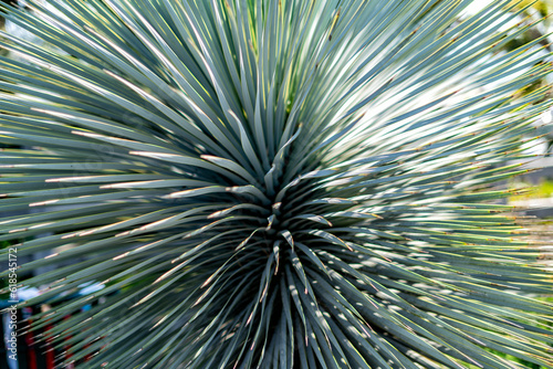 Closeup of a yucca plant in the sun