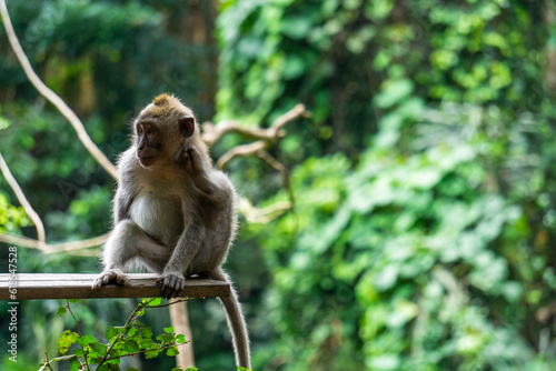 An adorable macaque monkey having a good time on a bench, while posing for the camera in the sacred monkey forest in Ubud, Bali. The scientific name of the apes are Macaca fascicularis. © photojungle