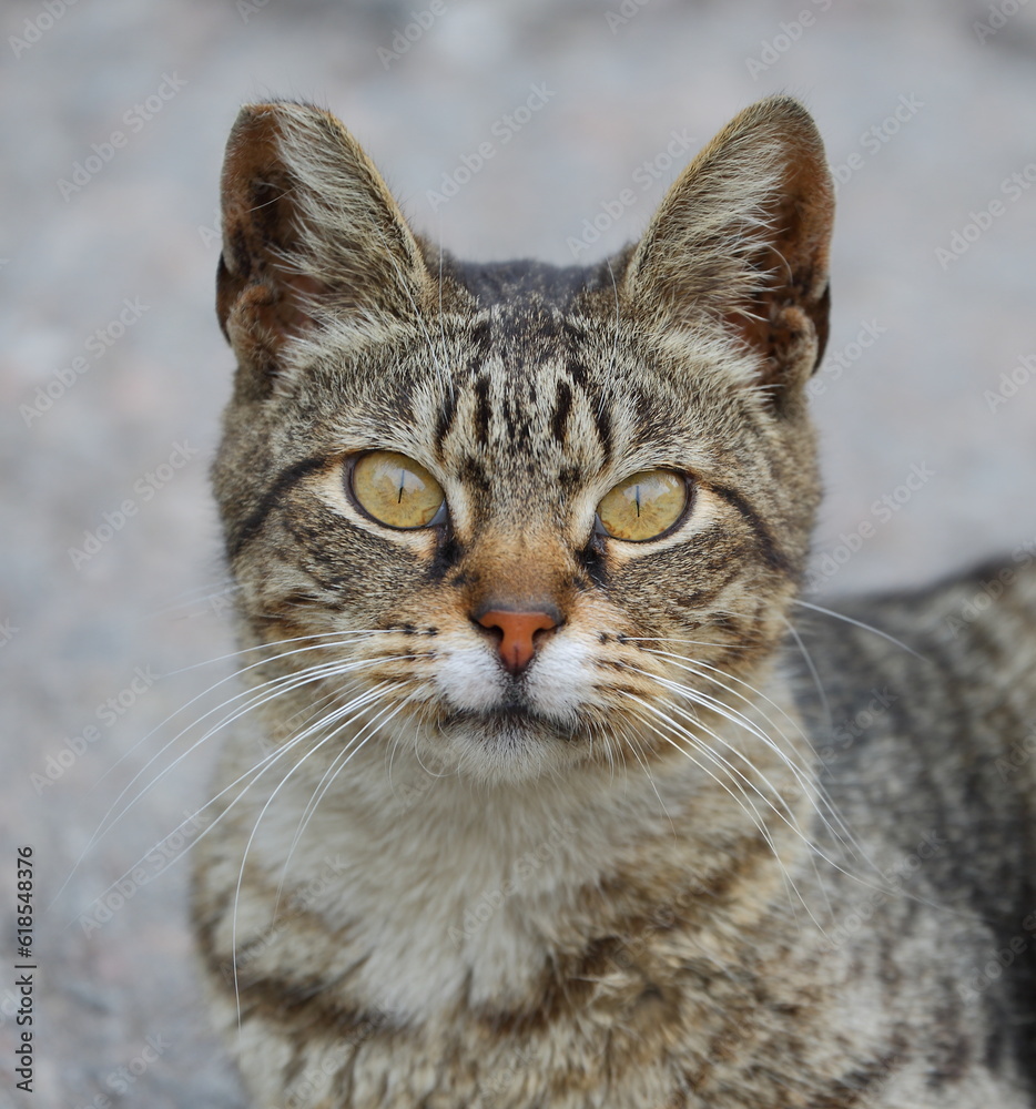 Portrait of a gray striped yellow-eyed cat Portrait of a gray striped yellow-eyed cat