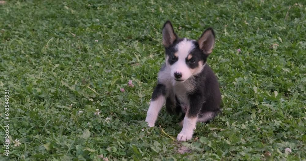 Cute black-and-white puppy itches and jumps merrily on clearing outside. Funny pet playing outdoors Cute black-and-white puppy itches and jumps merrily on clearing outside. Funny pet playing outdoors