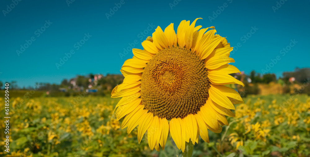 Landscape Of Sunflower fields And blue Sky clouds Background.Sunflower fields landscapes on a bright sunny day with patterns formed in natural background..Landscape Of Sunflower fields And blue Sky Landscape Of Sunflower fields And blue Sky clouds Background.Sunflower fields landscapes on a bright sunny day with patterns formed in natural background..Landscape Of Sunflower fields And blue Sky