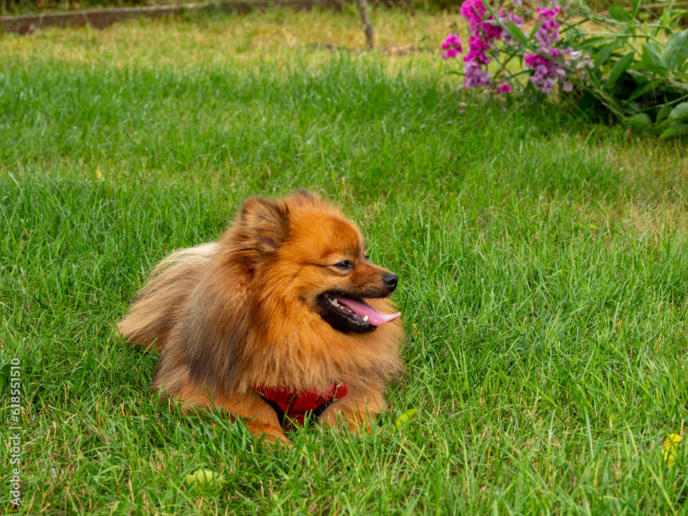 Spitz dog lies on the green grass. Red Spitz.