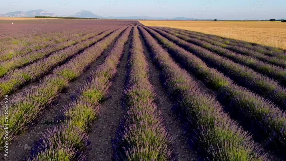 Plateau de Valensole lavender field and house at sunset in Haute Alpes Provence Cote d'Azur aerial view. High quality 4k footage Plateau de Valensole lavender field and house at sunset in Haute Alpes Provence Cote d'Azur aerial view. High quality 4k footage