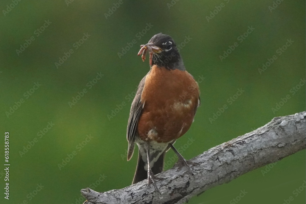 Exhausterd mother robin gathering food for chicks back in nest Exhausterd mother robin gathering food for chicks back in nest