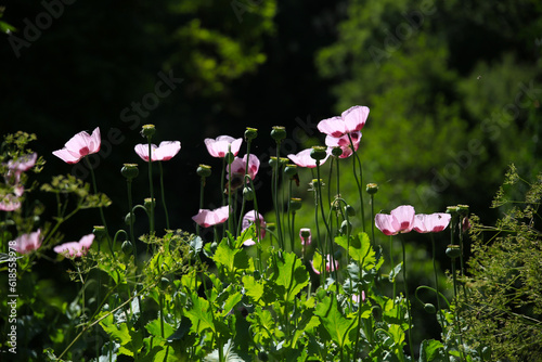 A bunch of pink opium poppies (Papaver somniferum), in the backlight, against the green garden, Corchiano, Viterbo, Lazio, Italy photo