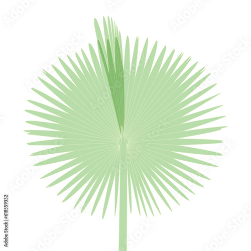 Tropical leaves design botanical illustration. Simple minimalism style on white background. Vector eps10