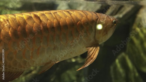 Aquarium fish Aravana Tropical