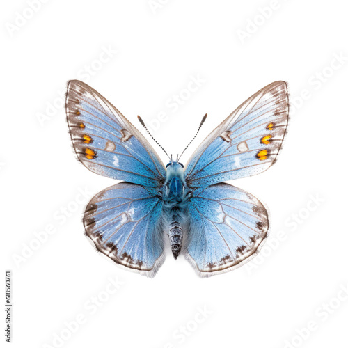 Front view of Common blue butterfly isolated on white transparent background
