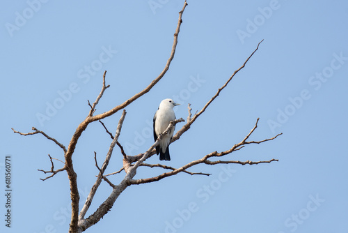 White headed vanga on the branch. Vanga is sitting in the Madagascar's park. White bird with black beak and tail in the Madagascar's forest. Calm tartamella viridis during safari.