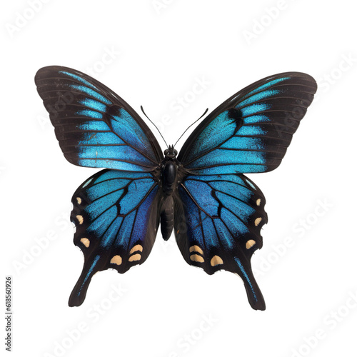 Front view of Pipevine swallowtail butterfly isolated on white transparent background