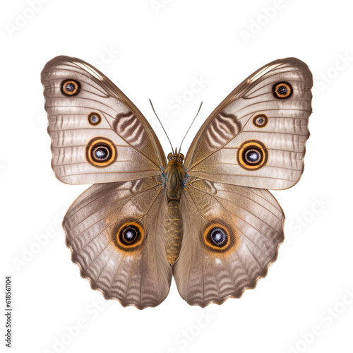Front view of Northern pearly-eye butterfly isolated on white transparent background