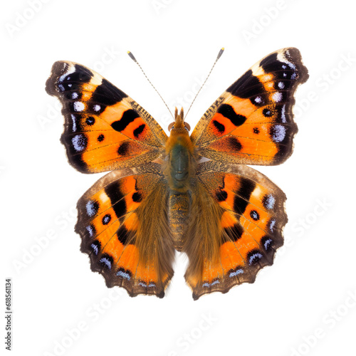 Front view of Milberts tortoise shell butterfly isolated on white transparent background
