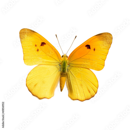 Front view of Orange-barred sulphur butterfly isolated on white transparent background
