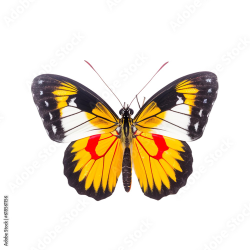 Front view of Painted jezebel  butterfly isolated on white transparent background
