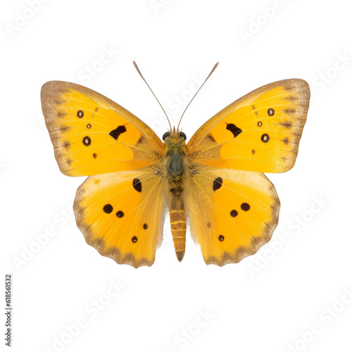 Front view of butterfly isolated on white transparent background