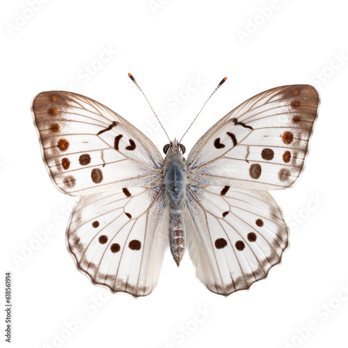 Front view of White margined butterfly isolated on white transparent background © SuperPixel Inc