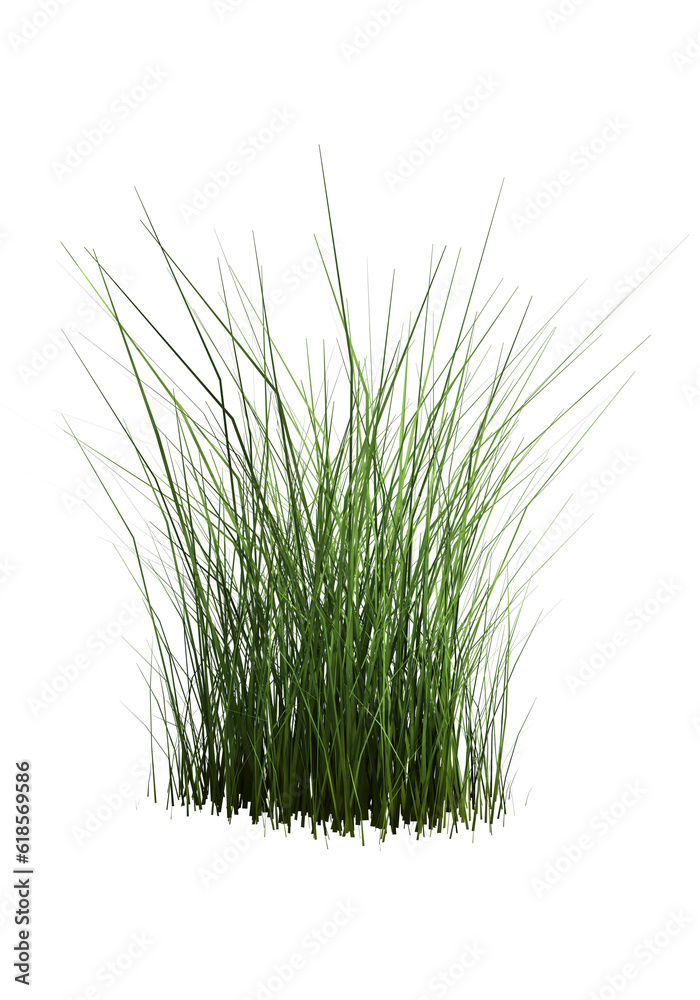 Obraz premium Tall tuft grass, realistic on transparent background.
