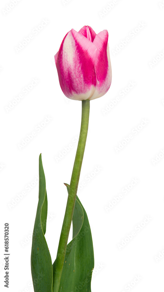 Isolated flower. Lilac single tulip on a white background Isolated flower. Lilac single tulip on a white background