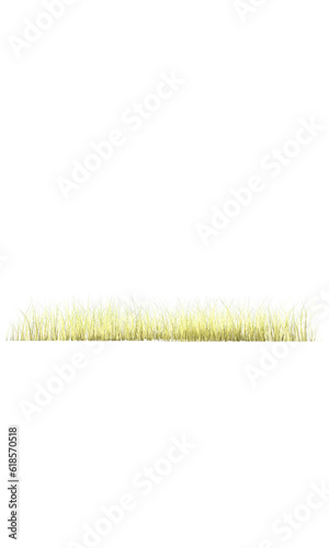 realistic grass on transparent background. 3d rendering
