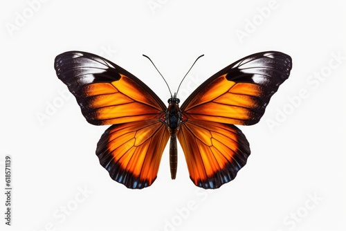 butterfly 8k high resolution isolated on white background