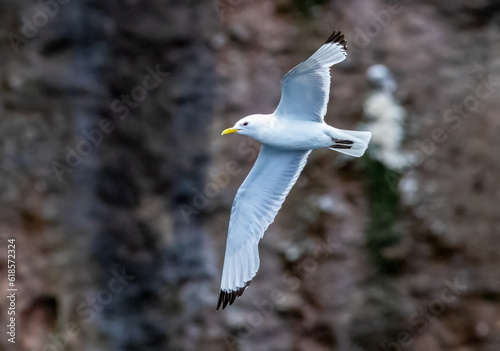 Kittiwake small gull seabird in flight photo
