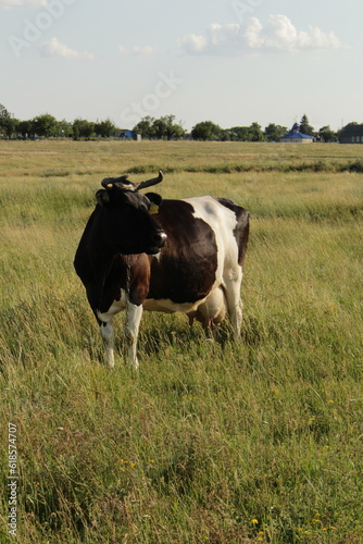 A cow standing in a field