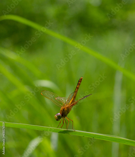 Macro photo of a dragonfly on the grass © Karan
