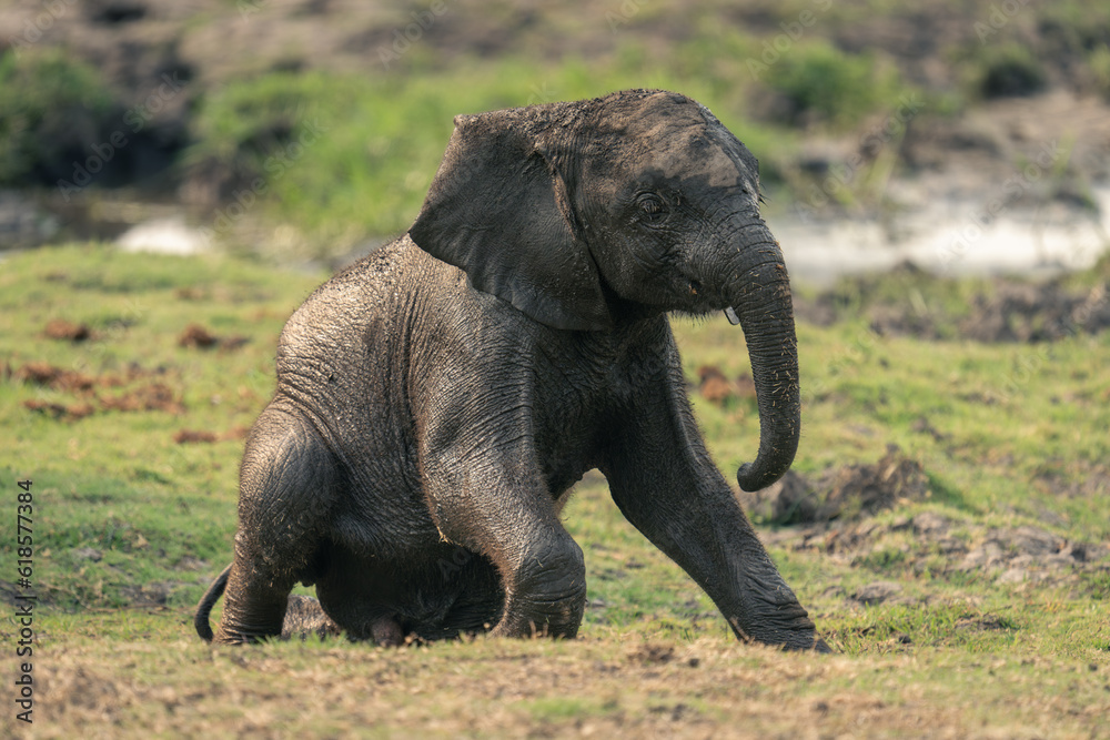 Baby African elephant gets up from grass