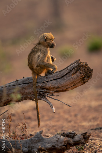 Baby chacma baboon sits on dead branch