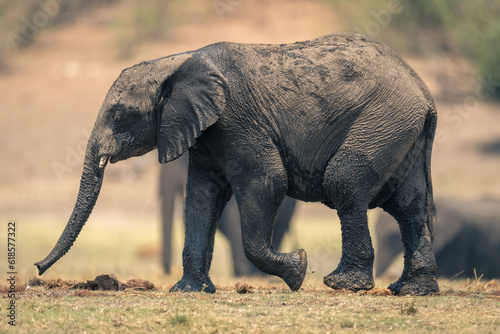 Baby African bush elephant walking across grass