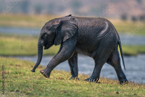 Baby African elephant walks up riverbank dripping