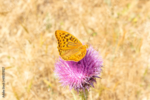 butterfly perched on pink thorn. Mocro shot butterfly picture photo