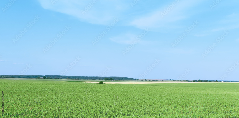 Obraz premium View of a field with grown grain