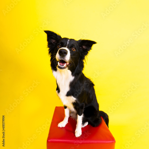 Happy black dog border collie portrait on yellow and red background