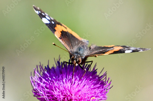Face of a butterfly on purple thistle