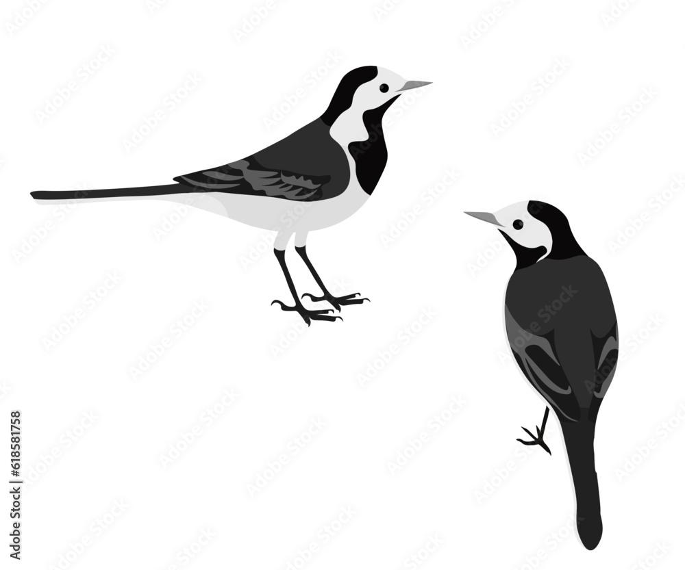 Obraz premium Set of white wagtail bird. Motacilla alba isolated on white background. Pied willie water wagtail. Small passerine bird in the family Motacillidae. Vector illustration.