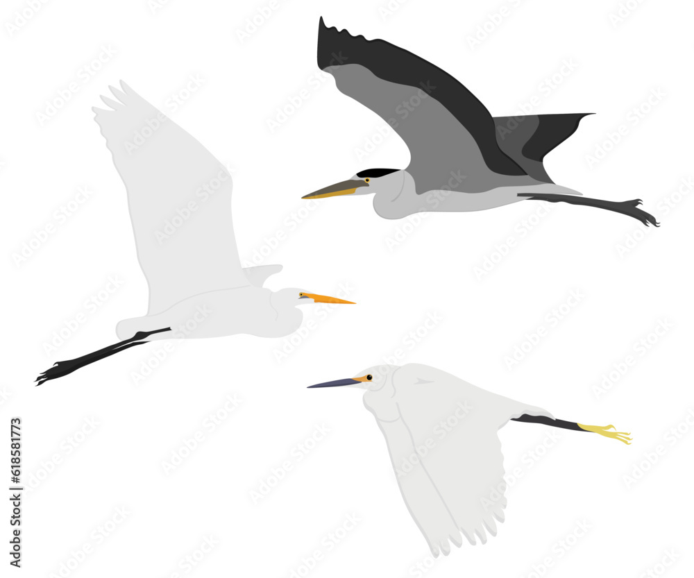 Obraz premium Set of Flying Ardeidae bird. Great egret (Ardea alba), Grey heron (Ardea cinerea), little egret (Egretta garzetta). Wading, aquatic, water bird. Isolated on white background. Vector illustration.