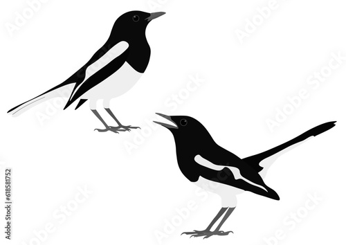 Set of Oriental magpie-robin bird. Copsychus saularis isolated on white background. Old World flycatcher, Muscicapidae. Vector illustration.