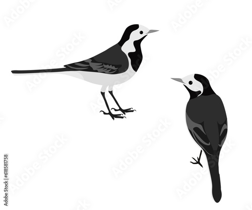 Set of white wagtail bird. Motacilla alba isolated on white background. Pied willie water wagtail. Small passerine bird in the family Motacillidae. Vector illustration.