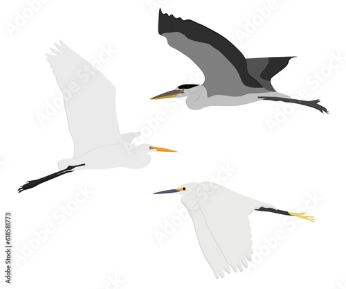 Set of Flying Ardeidae bird. Great egret (Ardea alba), Grey heron (Ardea cinerea), little egret (Egretta garzetta). Wading, aquatic, water bird. Isolated on white background. Vector illustration. photo