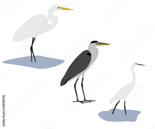 Set of Ardeidae bird. Great egret (Ardea alba), Grey heron (Ardea cinerea), little egret (Egretta garzetta). Wading, aquatic, water bird. Standing. Isolated on white background. Vector illustration.